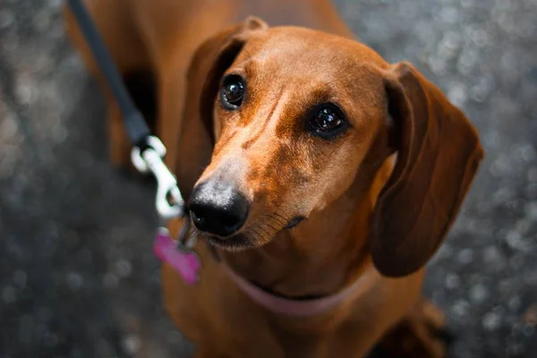 10 curiosidades incríveis sobre o dachshund, o famoso salsichinha