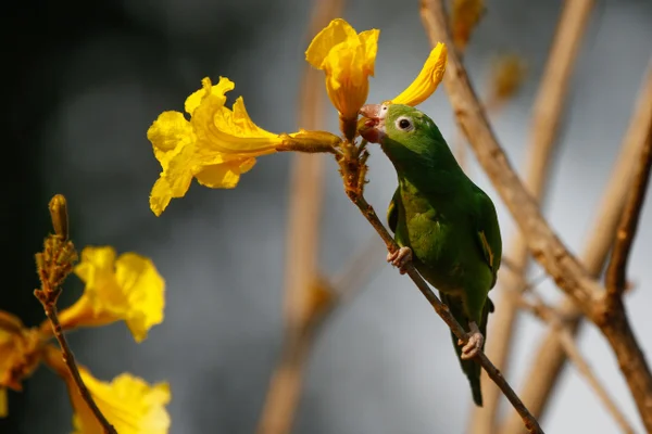 Novo algoritmo revela segredos do canto dos pássaros