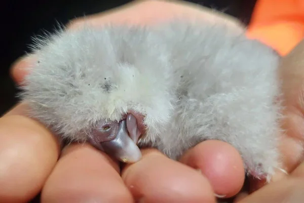 Ave rara: Kākāpō tem 1º filhote em quatro anos na Nova Zelândia