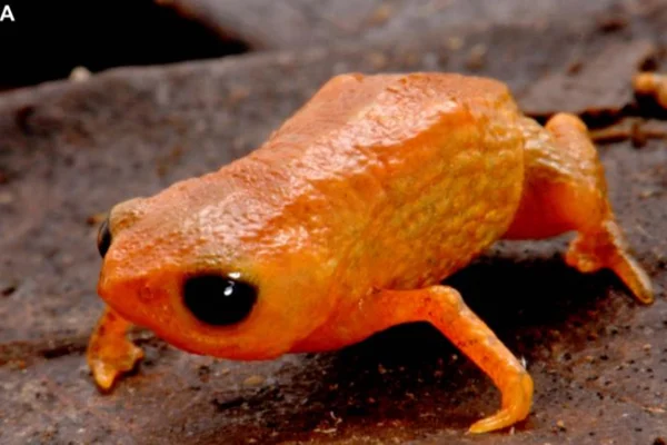 Imagem colorida mostra imagem de sapo com cor predominantemente laranja - Metrópoles