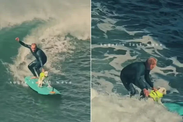 "Última onda": ícone do surfe canino, Sugar se despede do mar