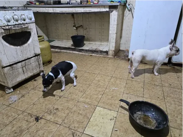 cães em ambiente sujo