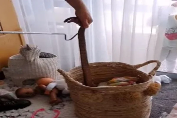 Vídeo: cobra venenosa é encontrada dentro de cesta de brinquedos