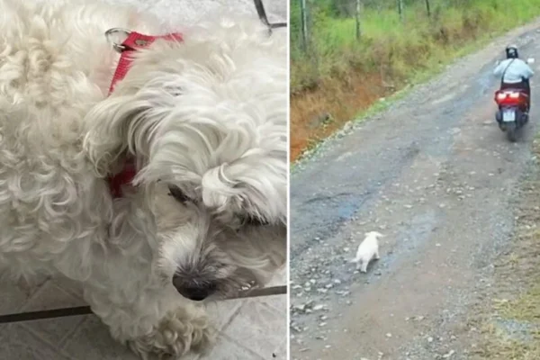 Imagem colorida de cachorro branco correndo atrás de moto