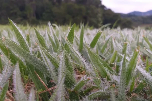 Geada em Santa Catarina , que amanheceu com gramados congelados
