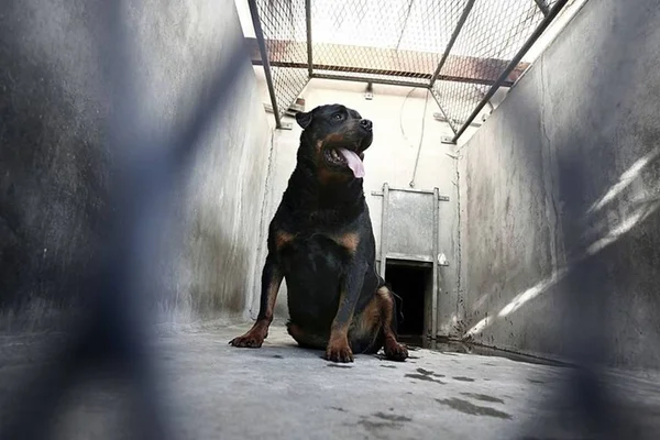Menino de dois anos morre após ser atacado por cachorro, em Curitiba