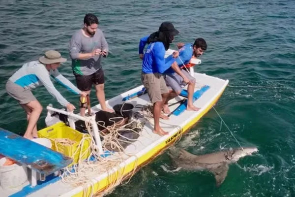 Imagem colorida, Força-tarefa retira fita plástica presa em tubarão em Noronha - Metrópoles