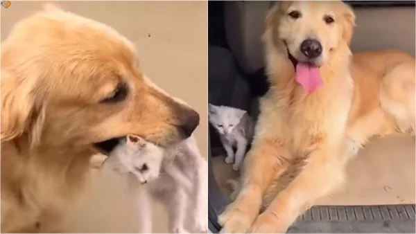 Cachorro e gato