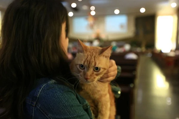 STJ discute visita a animais de estimação por casais separados