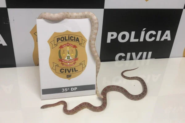 cobra