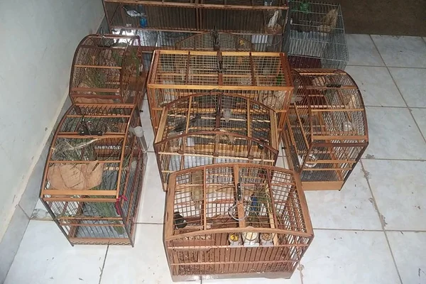 PM apreende aves silvestres criadas em cativeiro no DF