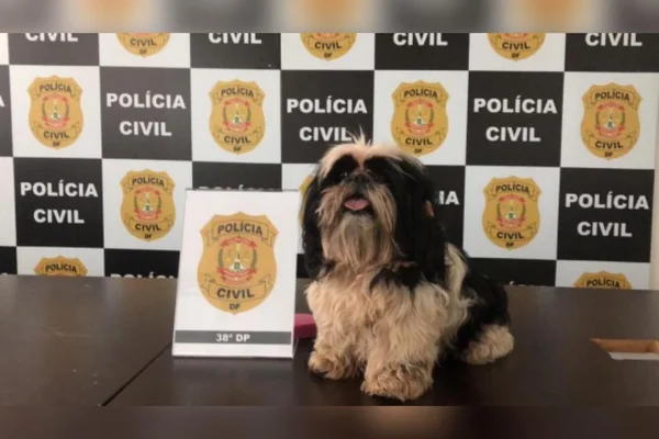 Cadela agredida por tutor em Vicente Pires