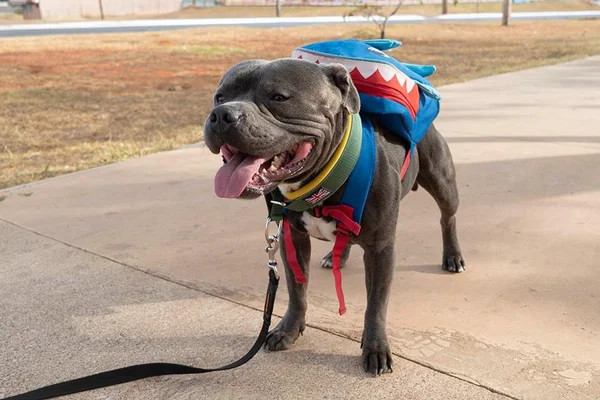 Foto colorida de cachorro usando mochila - Metrópoles