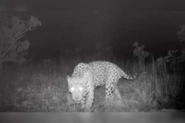Foto de onça-pintada que bateu recorde de nado da espécie - Onça-pintada no Brasil bate recorde de nado mais longo da espécie
