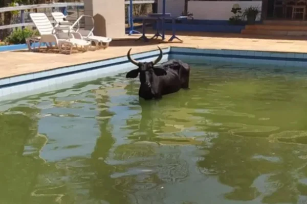 Vaca cai em piscina em Anápolis, Goiás