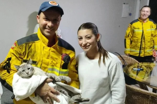 Gato cai em tubulação de prédio