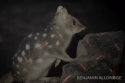 Inicialmente, o fotógrafo achou o animal sem nenhum brilho