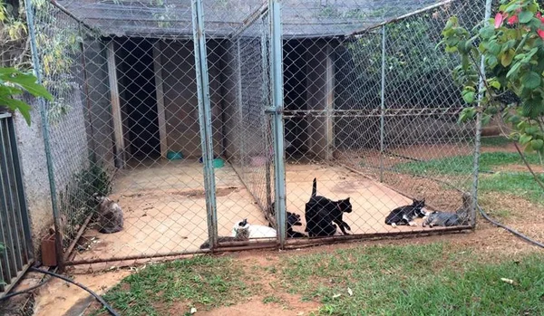 Médica assassinada cuidava de animais. Grupo fará campanha de adoção