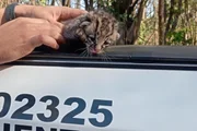Filhote de felino é encontrado em fazenda de SP após fortes chuvas Filhote de felino é encontrado em fazenda de SP após fortes chuvas