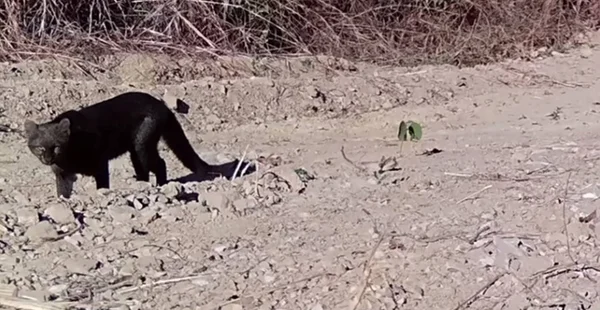 imagem colorida gato-mourisco registrado em goias