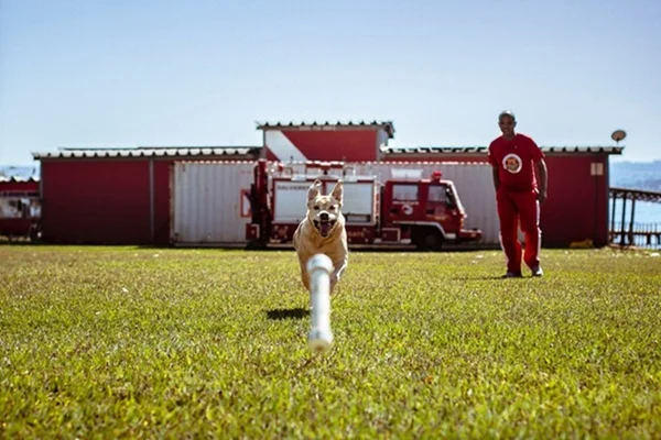 Cães bombeiros do DF que trabalharam em Brumadinho vão se aposentar