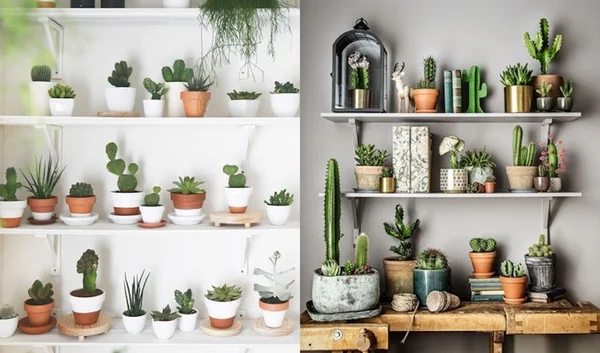 cactos decoração