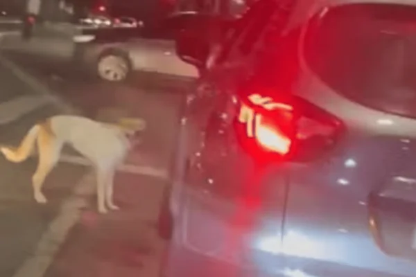 cachorro abandonado em avenida santos