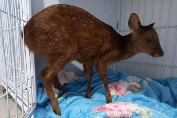 Veado ameaçado de extinção é resgatado em SC após ser atropelado