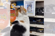 Mimi e seu quadro de funcionária do mês 