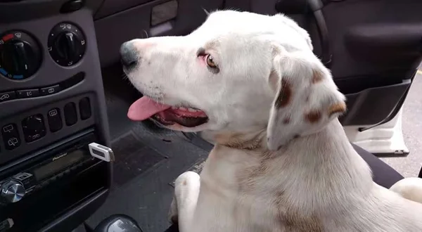 Cachorro dorme em carro