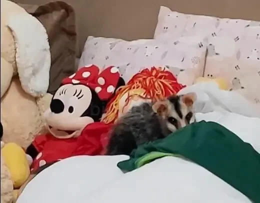 gamba-invade-apartamento-e-dorme-em-meio-a-bichos-de-pelucia-em-jaragua-do-sul-metropoles