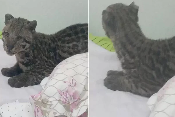 Vídeo: homem encontra jaguatirica dormindo na cama do filho em MS