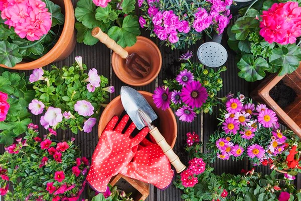 7 flores para perfumar e decorar a casa durante o verão