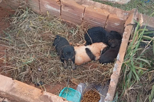 Cinco filhotes de cachorro são encontrados dentro de túmulo em cemitério