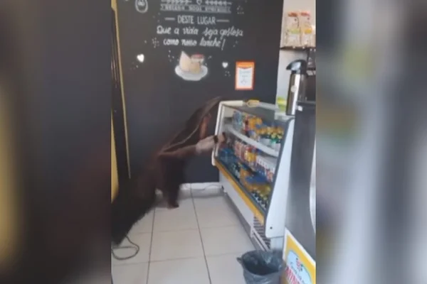 goias tamandua bandeira panificadora