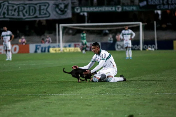 Cachorro que roubou a cena no Couto Pereira foi adotado
