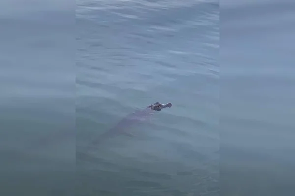Vídeo: moradora flagra jacaré nadando próximo a condomínios no Lago Sul