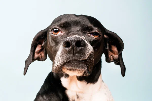 Cachorro com rosto torto
