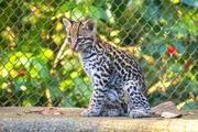 Nova moradora: filhote de jaguatirica nasce no zoológico de São Paulo - imagem 2
