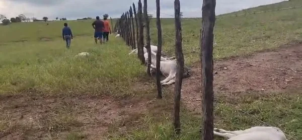 Foto colorida de bois caídos perto de cerca elétrica raios - Metrópoles