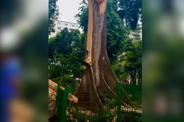 imagem colorida mostra árvore caída no largo do arouche - metrópoles