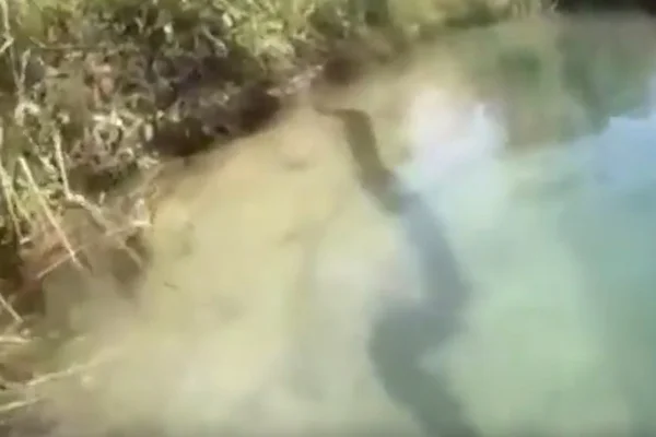 Casal acha sucuri gigante ao descer rio: “Que monstro!”. Vídeo