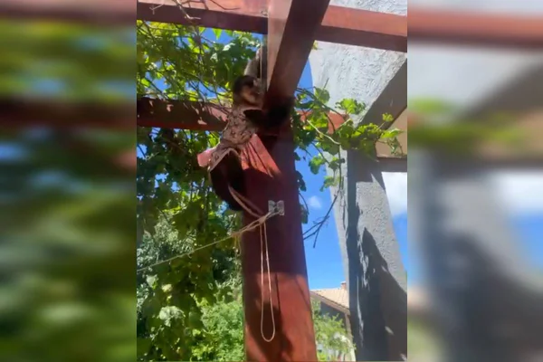 Ibama: mulher autuada com macaca no DF apresentou documentos falsos