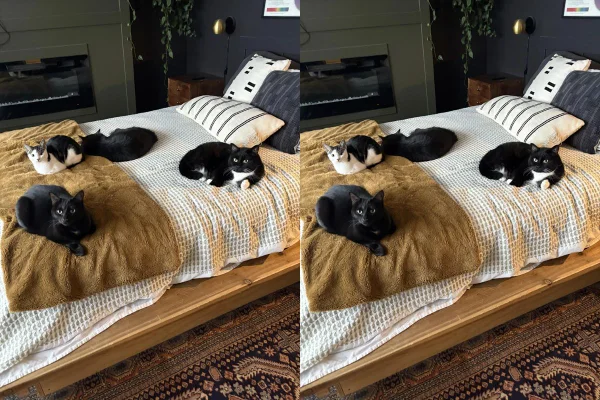 Gatos da tutora