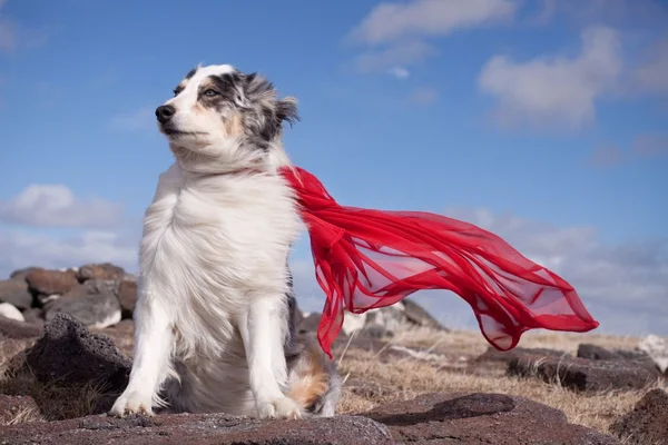 Cães heróis: 5 histórias inacreditáveis de pets que salvaram o dia