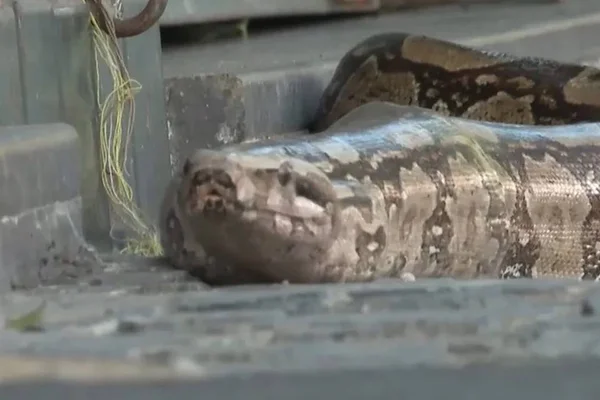 Foto colorida de cobra encontrada no Espírito Santo - Metrópoles