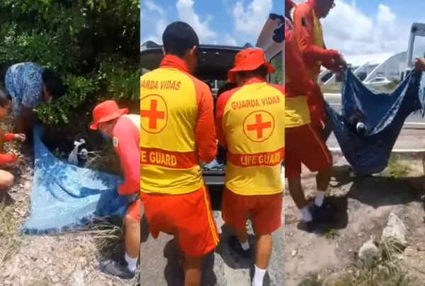 Bombeiros de João Pessoas resgatam cachorro atropolado
