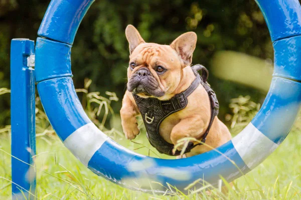 Veja a quantidade de exercício que seu cachorro precisa fazer todo dia