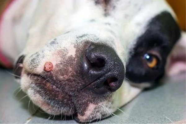 cachorro com caroço e verruga