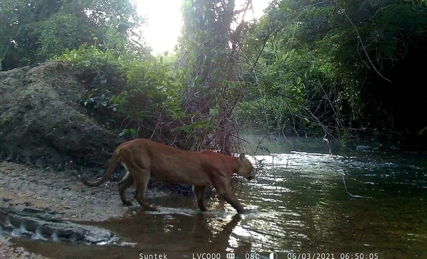 GO: onça-parda é fotografada pela primeira vez em reserva ambiental